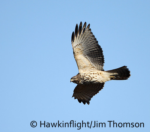 Red-shouldered Hawk
