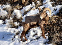 Bighorn Sheep