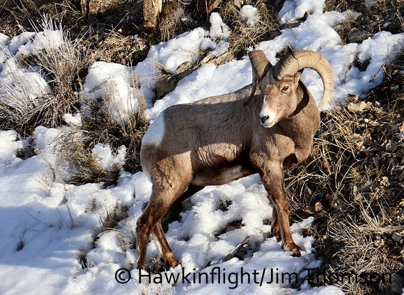 Bighorn Sheep