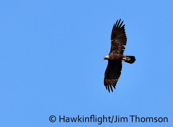 Golden Eagle