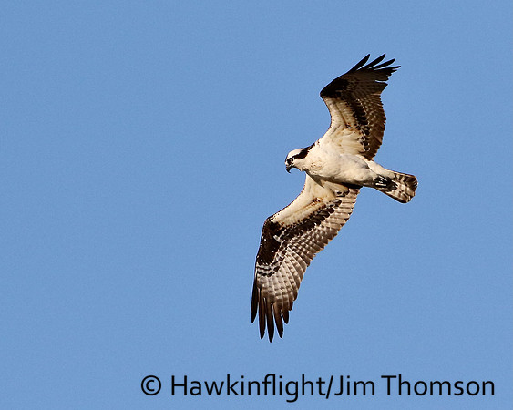 Osprey