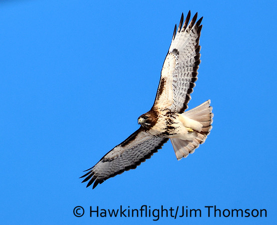 Redtail Hawk