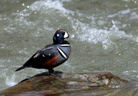 Harlequin Duck