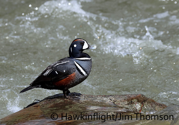 Harlequin Duck
