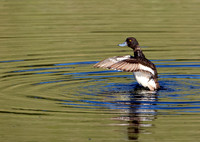 Lesser Scaup