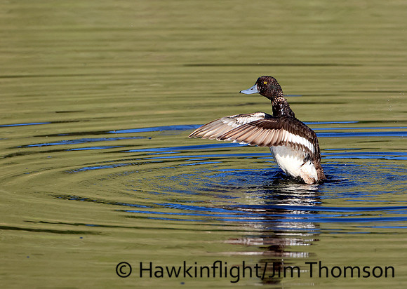 Lesser Scaup