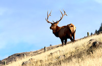 Elk
