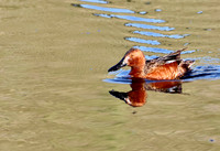 Cinnamon Teal