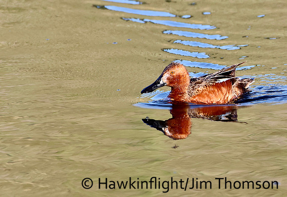 Cinnamon Teal
