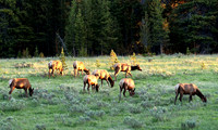 Elk