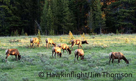 Elk