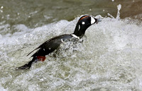 Harlequin Duck
