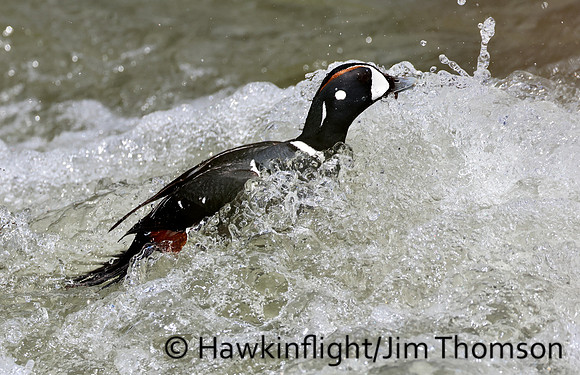 Harlequin Duck