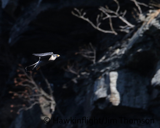 Peregrine Falcon