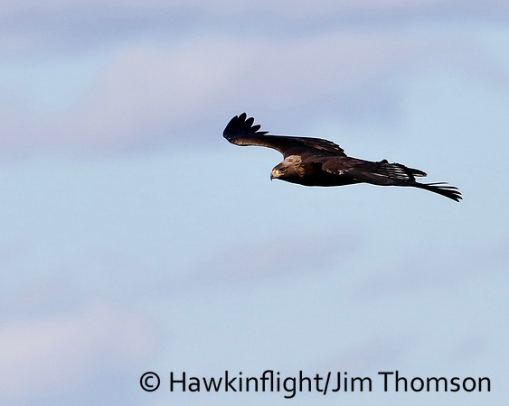 Golden Eagle