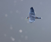 Peregrine Falcon