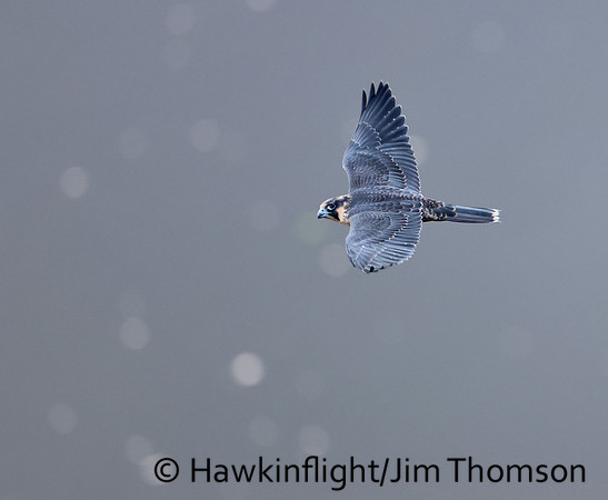 Peregrine Falcon