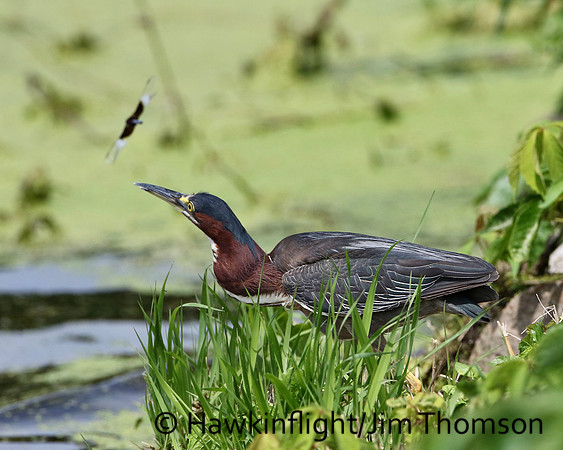 Green Heron