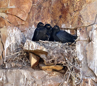 Cliff nesting Ravens- YNP