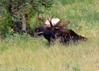 Moose