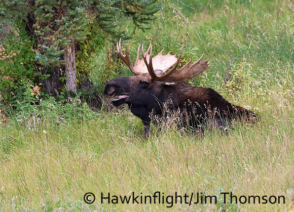 Moose