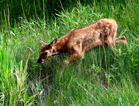 Elk