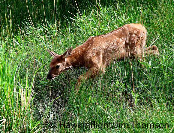 Elk