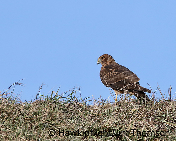 Northern Harrier