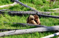 Grizzly Bears