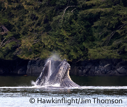 Humpback Whale