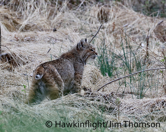 Bobcat