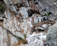 Golden Eagle-Nest