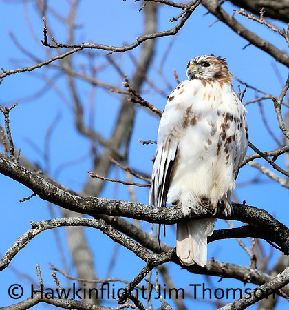 Red-tailed Hawk (leucitic)