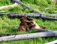 Grizzly Bears