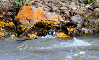Harlequin Duck