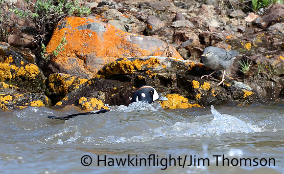 Harlequin Duck