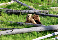 Grizzly Bears