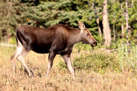 Moose