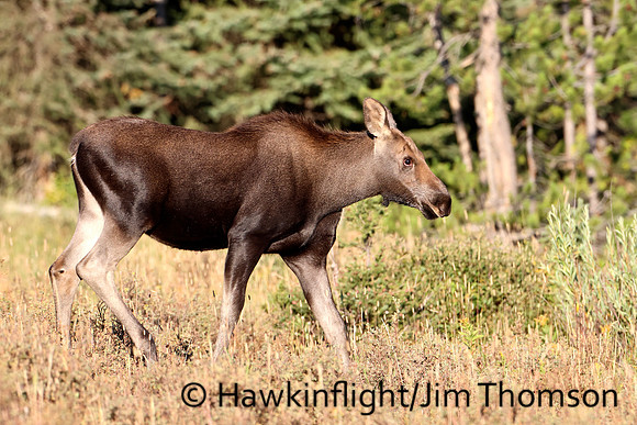 Moose