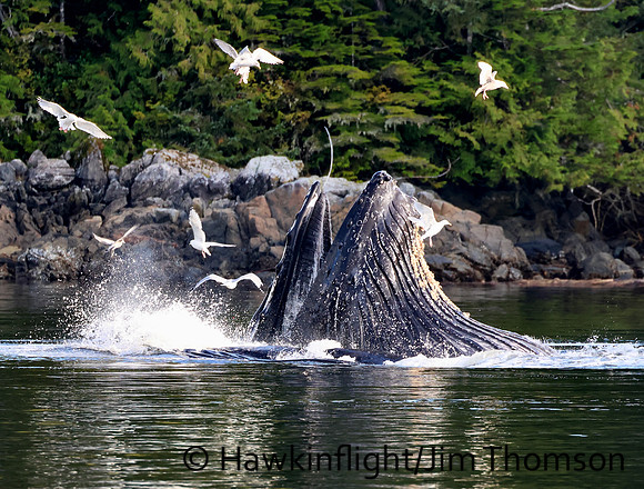 Humpback Whale