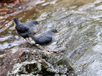 American Dipper
