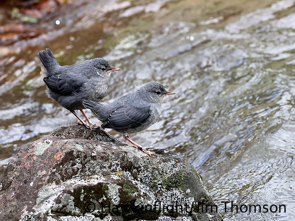 American Dipper