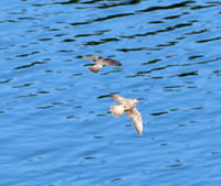 Peregrine Falcon