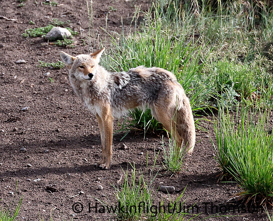 Coyote