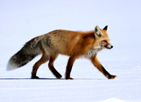 Red Fox