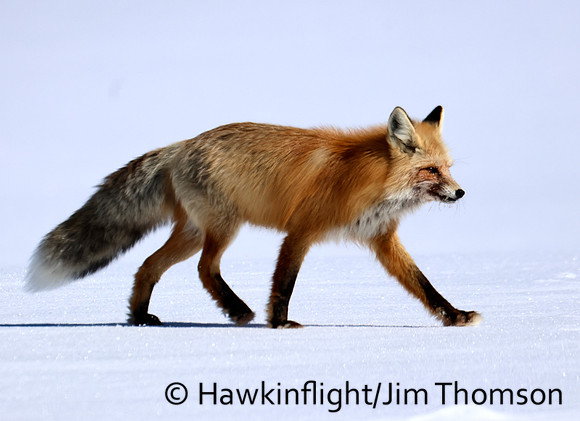 Red Fox