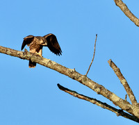 Peregrine Falcon