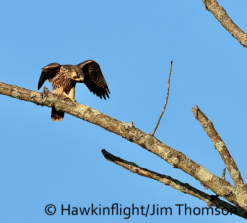 Peregrine Falcon