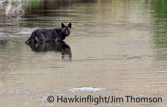 Grey Wolf