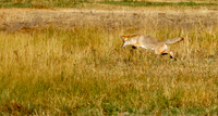 Coyote